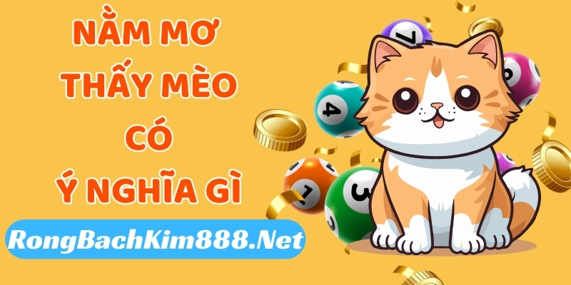 Nằm mơ thấy con mèo có liên quan gì về mặt phong thủy