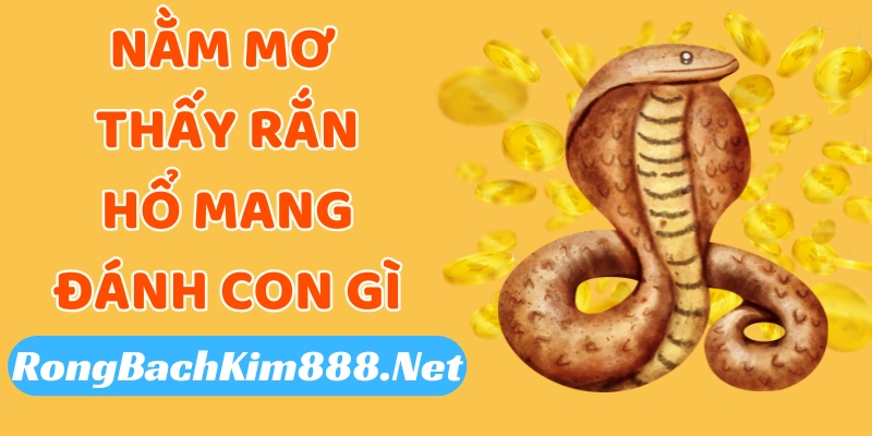 Nằm mơ thấy rắn hổ mang thì đánh con lô nào